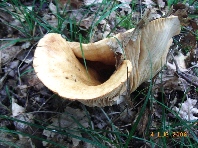 da determinare (cfr. Lactarius sp.)